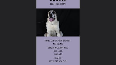 Droolz, 4, male. All photos: Furrballs