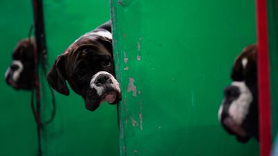 Boxer dogs have a peek at one another. PA