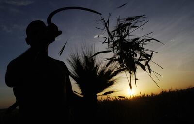 A Palestinian farmer harvests wheat on a farm near the West Bank city of Jenin. Mohammed Ballas / AP Photo