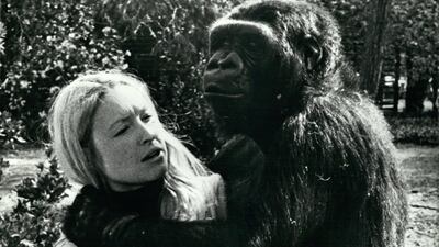 Animal psychologist Francine ''Penny'' Patterson and ''Koko'', a highly intelligent gorilla. The pair worked together continuously in the primate education department of Stanford University in California. Alamy Stock Photo/ZUMA Press