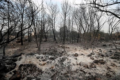 Calcined trees stand in an ash-covered field after fires broke out around the village of Meshref in Lebanon's Chouf mountains, southeast of the capital Beirut on October 15, 2019 when flames devoured large swaths of land in several Lebanese and Syrian regions. AFP