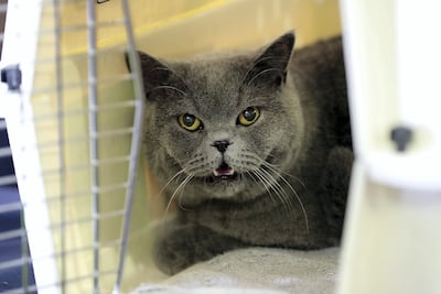 Some airlines have restrictions on flying out snubbed nose cats such as Himalayans, Persians or British shorthairs. Pawan Singh / The National
