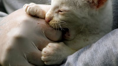 The cub is completely white with red eyes.