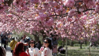 Visitors to Greenwich Park pose for photographs with cherry blossom trees in London. Reuters