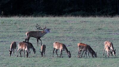 A red deer (Cervus elaphus) stag and grazing hinds during mating season on a meadow of Sefag Forestry Management and Wood Industry Corp near Barcs, Hungary. EPA