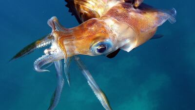 A squid swims underwater off the shore of the coastal city of Qalamun, north of the Lebanese capital Beirut. AFP