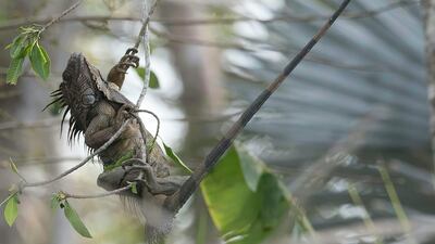 Bronze medal, Behaviour — Amphibians and Reptiles: green iguana, Costa Rica, by Patrick Nowotny Hang, US.