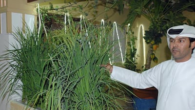 Emirati farmer Saleh Al Mansouri shows visitors at the Liwa Dates Festival the rice he has grown using hydroponic techniques. Wam