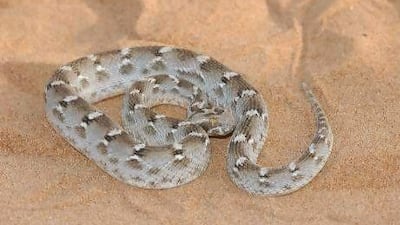 If a saw-scaled viper coils into a horseshoe shape and sounds raspy, consider yourself warned.