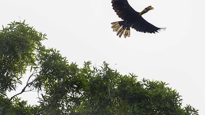 A hornbill flies at Leuser National Park in Bakongan, Southern Aceh province, Indonesia. AFP