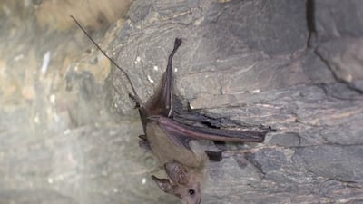 The Muscat mouse-tailed bat (Rhinopoma muscatellum). Photo: Balazs Buzas
