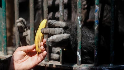 Giza Zoo was closed to visitors to help prevent the spread of coronavirus disease. Reuters