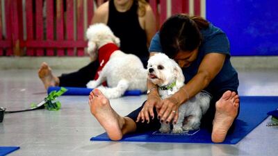 Pet owners get the opportunity to bond with the pooches and fellow animal-lovers. Karma Gurung / The National
