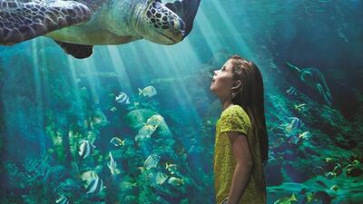 Last year SeaWorld halted its orca shows and breeding programmes, and shifted its focus to education and awareness. Courtesy Miral