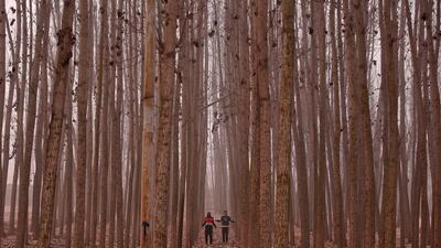 Men exercise amongst the trees on a cold winter morning in the outskirts of Srinagar. Danish Ismail / Reuters