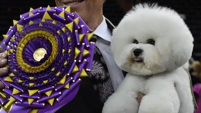 Flynn the Bichon Frise, with handler Bill McFadden, poses after winning 'Best in Show' at the Westminster Kennel Club 142nd Annual Dog Show. AFP