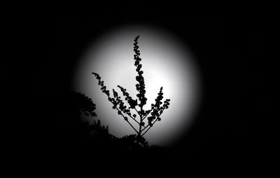 A blossom is silhouetted against the full moon or Flower Moon in May. Pawan Singh / The National