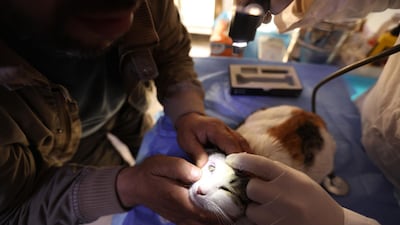 A feline patient as it gets its eyes checked at Ernesto's Cat Sanctuary. AFP