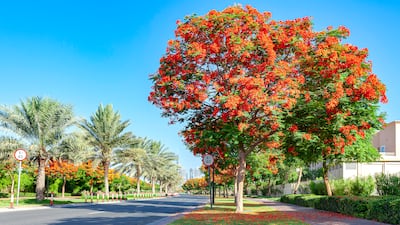 Sheikh Hamdan bin Mohammed has launched a campaign to help increase the numbers of flame trees in Dubai. Getty