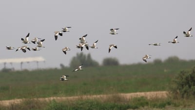 Some of the sociable lapwings at Al Maha Pivot Fields, Abu Dhabi, in February 2021. The bird is critically endangered. Courtesy Oscar Campbell