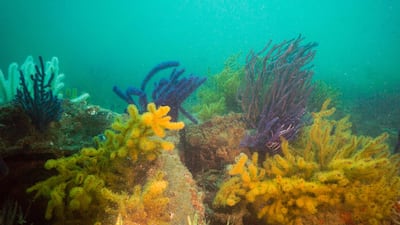 About 15 kilometres up the coast from Dibba Rock lies Al Aqah and the jumping off point for Gunther’s Wreck, a rusting Nazi submarine that was sunk by a British light bomber during the Second World War. Photo: Darryl Owen / Freestyle Divers