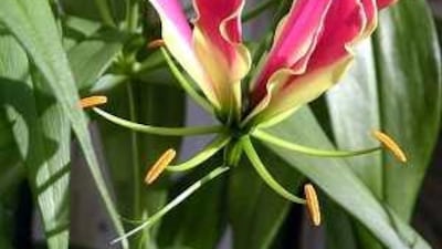 The flame lily, Zimbabwe's national flower.