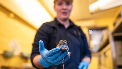 An adult white tree frog at the reception centre