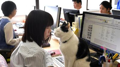 Hidenobu Fukuda the boss of Ferray, an IT firm in Tokyo, introduced an ‘office cat’ policy in 2000.