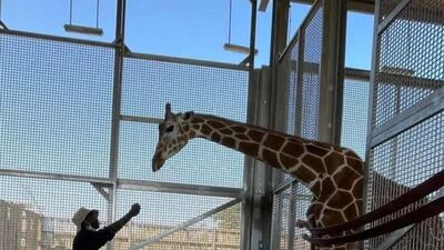 Dahlia was trained to put her foot on a wooden block so that an X-ray could be taken