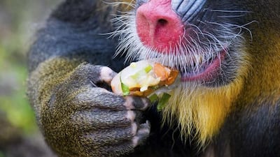 A mandrill licks a fruit ice cream in Ouwehands Dierenpark (Ouwehands Zoo) in Rhenen, on June 30, 2015 as temperatures in Europe soar. Piroschka van de Wouw/AFP Photo