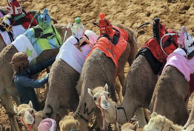 Camels at the 38th annual Al Marmoom Heritage Festival in Dubai. Satish Kumar / The National