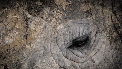 A close-up of the eye of a rhinoceros in an enclosure at the Paris zoological park (Parc Zoologique de Paris). All photos AFP