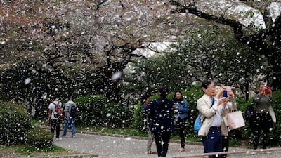 People film a shower of cherry blossoms at a park in Tokyo, Japan. Toru Hanai / Reuters