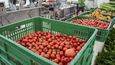 Assorted organic vegetables after being washed before sent to the packing station.