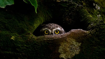 Protap Shekhor Mohanto, Bangladesh, winner, National Awards, Sony World Photography Awards 2023