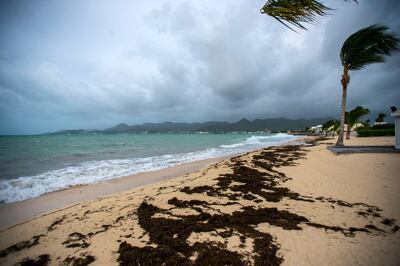 A view of the Baie Nettle beach in Marigot on September 5, 2017 with the wind blowing ahead of the arrival of Hurricane Irma. Lionel Chamoiseau / AFP Photo