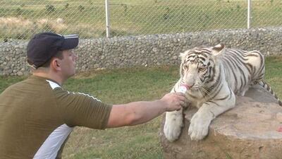 “People here have a natural love of big cats. There are really good places that are doing conservation work. My argument … is that with any predator, once you remove the need to survive they need to be mentally active,� says Rob Punton.