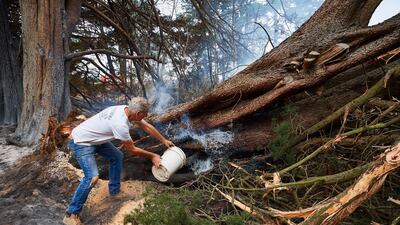 A resident throws a bucket of water onto a smoldering tree on his property in Wingello, Australia. Getty Images