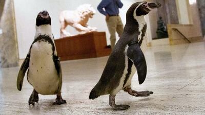 Museum staff spoke to the penguins in their native language, Spanish, as these types of birds typically come from Peru and Chile. Media Services photographer / Gabe Hopkins