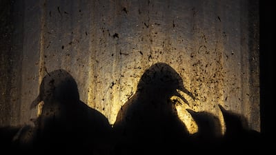 'Birds of the midnight sun', showing kittiwake chicks illuminated in an abandoned factory at Vardo, Norway, by Knut-Sverre Horn, from Norway, has won the Urban Wildlife award. Knut-Sverre Horn / Wildlife Photographer of the Year / PA