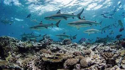Blacktip Reef Shark (Carcharhinus melanopterus) – near threatened (IUCN Red List). Alamy