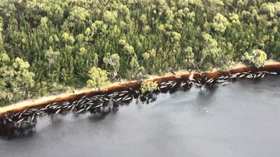 Numerous stranded whales are seen along the coastline near the remote west coast town of Strahan. Reuters
