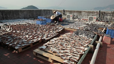 Pieces of shark fin dry on the rooftop of a factory in Hong Kong. Reuters