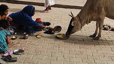 The Bharatiya Janata Party is campaigning for a countrywide ban on the slaughter of cows, which Hindus regard as holy animals.