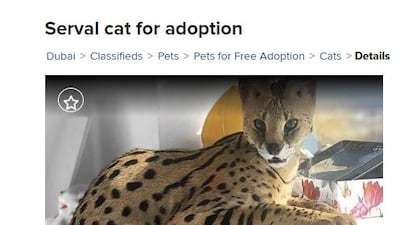 The advert was placed on Dubizzle. The trade in wild animals is prohibited in the UAE without a proper licence.