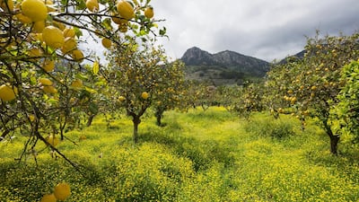 Tahira Yaqoob's short story 'Cafe Beirut' was recently shortlisted for an international award. Getty Images