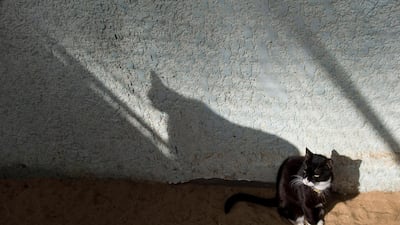 As well as the motel, there is also a shelter for stray animals who have been rescued. EPA