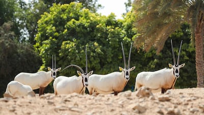 The zoo is a 400-hectare park in the foothills of Jebel Hafeet in Al Ain. Photo: provided