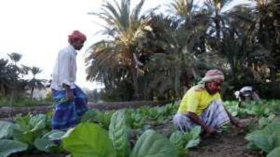 Bangladeshi workers weed a young tobacco crop on a farm near Hatta, across the Oman border.