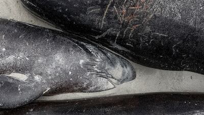 Scientists do not know what causes whales to become stranded, although it appears their location systems can get confused by gently sloping sandy beaches.